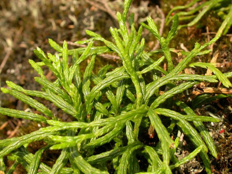 Bärlappgewächse, Lycopodiaceae, Flachbärlapp, Diphasium